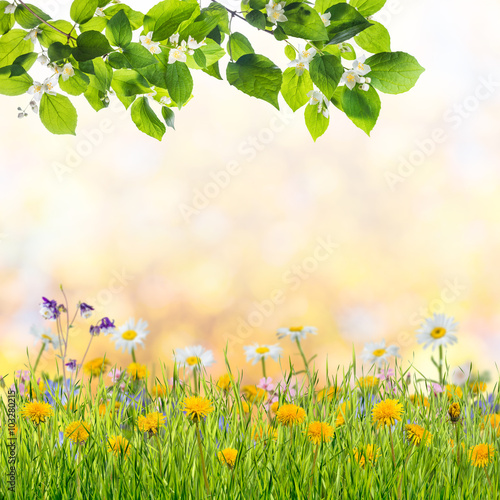Lovely flowering tree branches, spring background