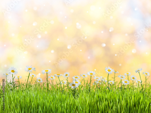 Spring meadow