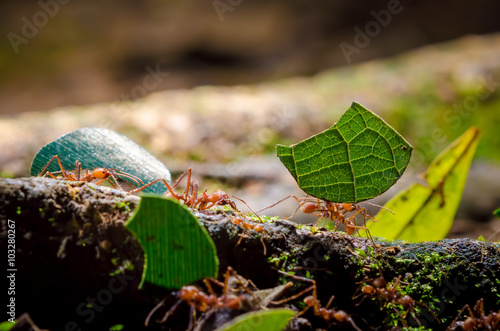 Leafcutter Ants photo