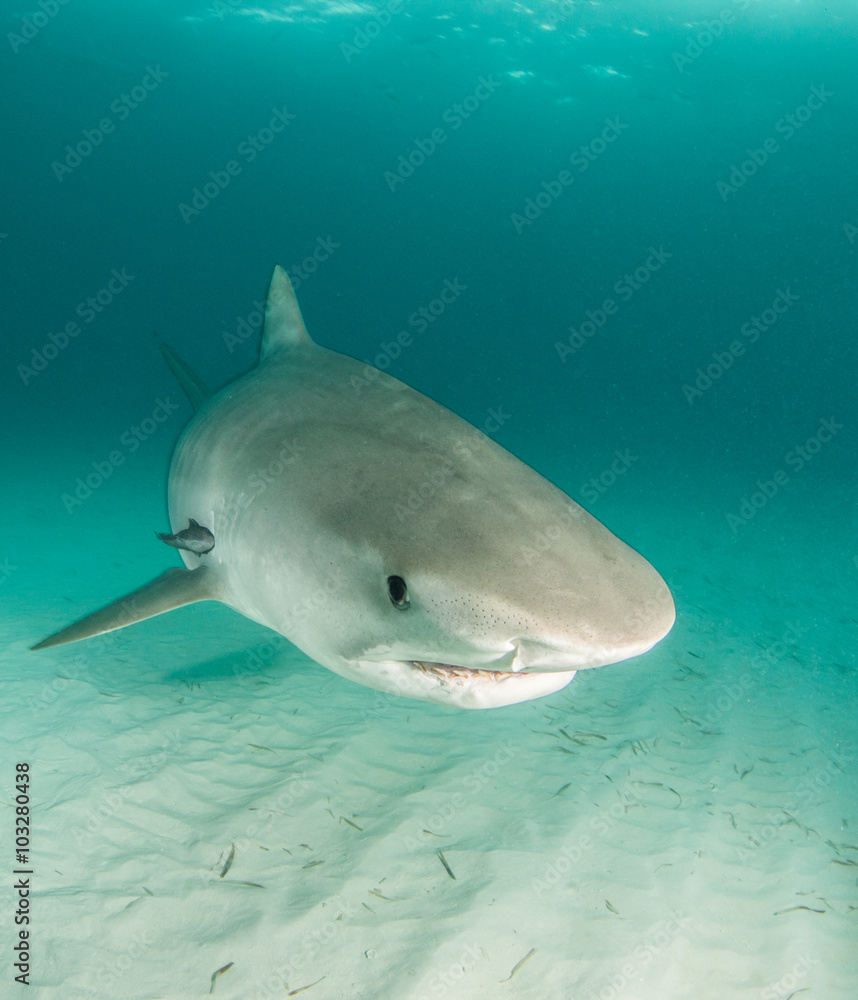 Fototapeta premium Tiger Shark