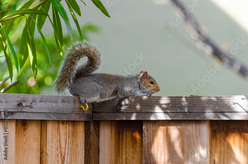 Resting Squirrel on backyard fence