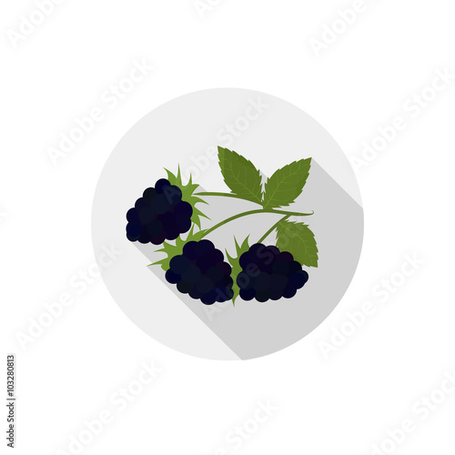 Isolated flat icon of vegetarian eating berries on a white background. Ripe black blackberries . Vector