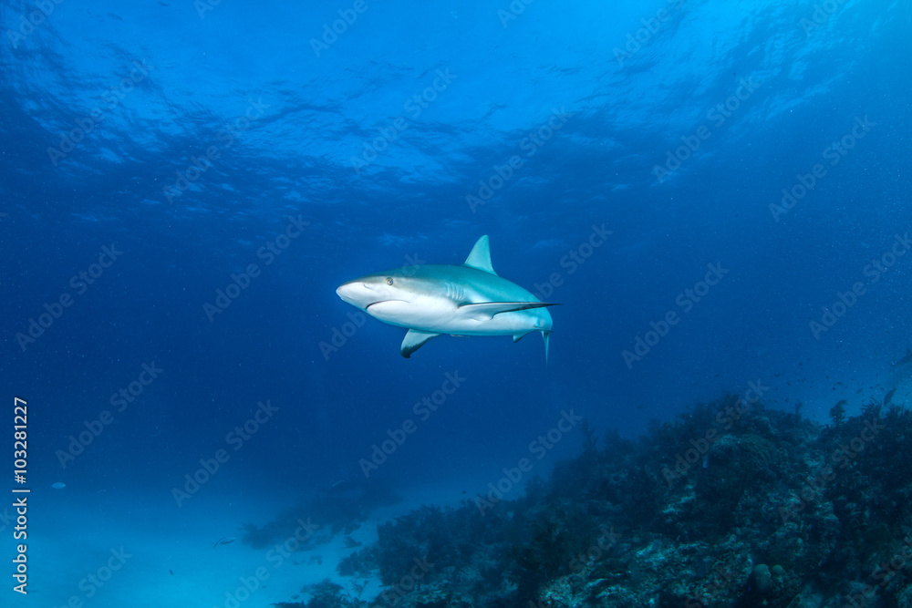 Fototapeta premium Caribbean reef shark