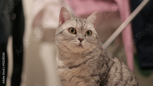 Gray cat , looking at camera , sitting and turning his head.