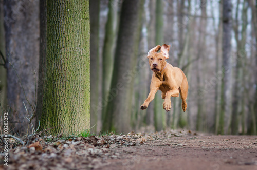Flying hungarian hound dog in the forrest