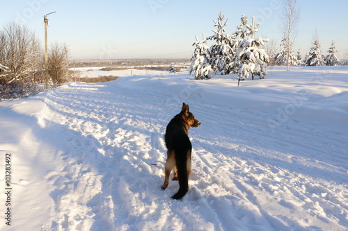Собака немецкая овчарка, стоящая на снегу и вглядывающаяся вдаль