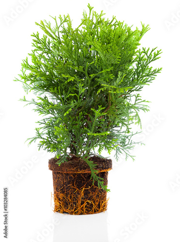 Murais de parede Thujopsis is a conifer in the cypress family Cupressaceae, with