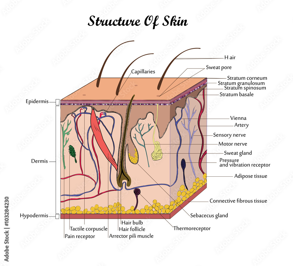 Vector Structure Of Skin Stock Vector 