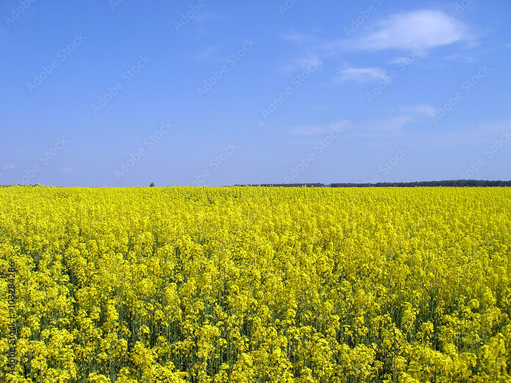 Field of blooming yellow lupine.