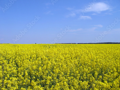 Field of blooming yellow lupine.