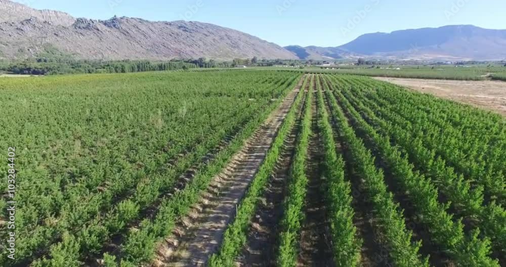 Aerial view of intensive fruit farming Aerial view of intensive fruit farming