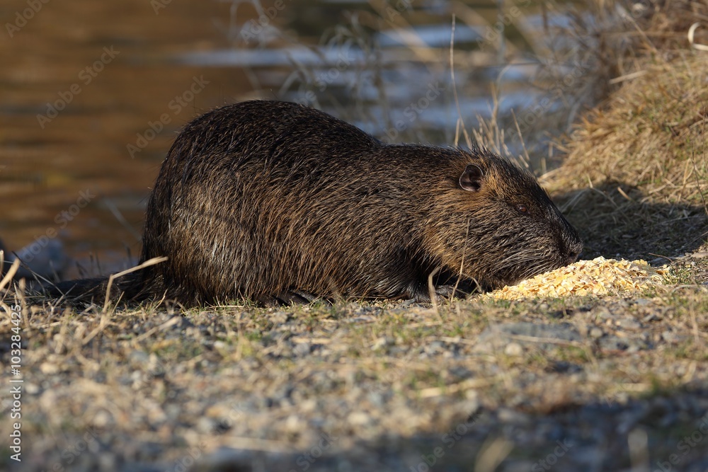Wild nutria (Myocastor coypus) eat on the bank of the pond. The end of winter. Wild nutria (Myocastor coypus) eat on the bank of the pond. The end of winter.