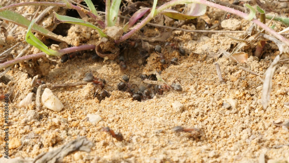 Black ant colony entrance under plants in dry soil 4K 2160p 30fps UHD footage - Close-up of black ant formicary with lot of insects moving fast 4K 3840X2160 UltraHD video Black ant colony entrance under plants in dry soil 4K 2160p 30fps UHD footage - Close-up of black ant formicary with lot of insects moving fast 4K 3840X2160 UltraHD video