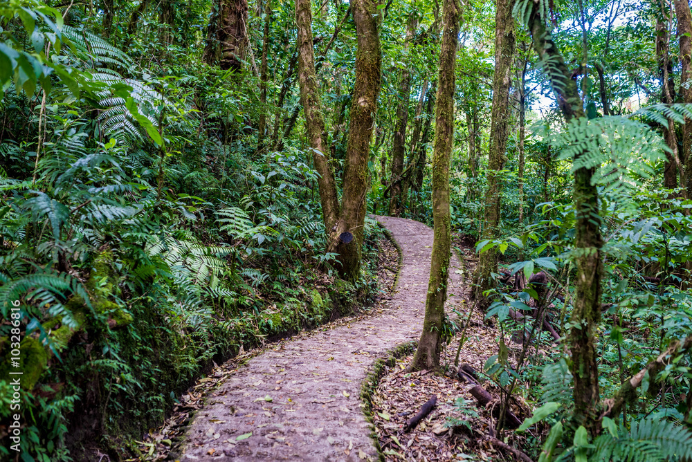 Naklejka premium Walking Trail in Cloudforest - Costa Rica