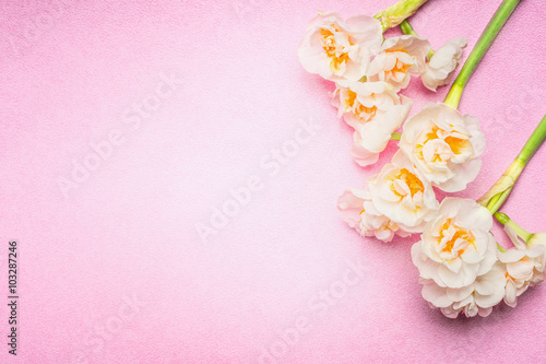 Lovely daffodils flowers on light pink background  top view  place for text. Spring flowers bunch