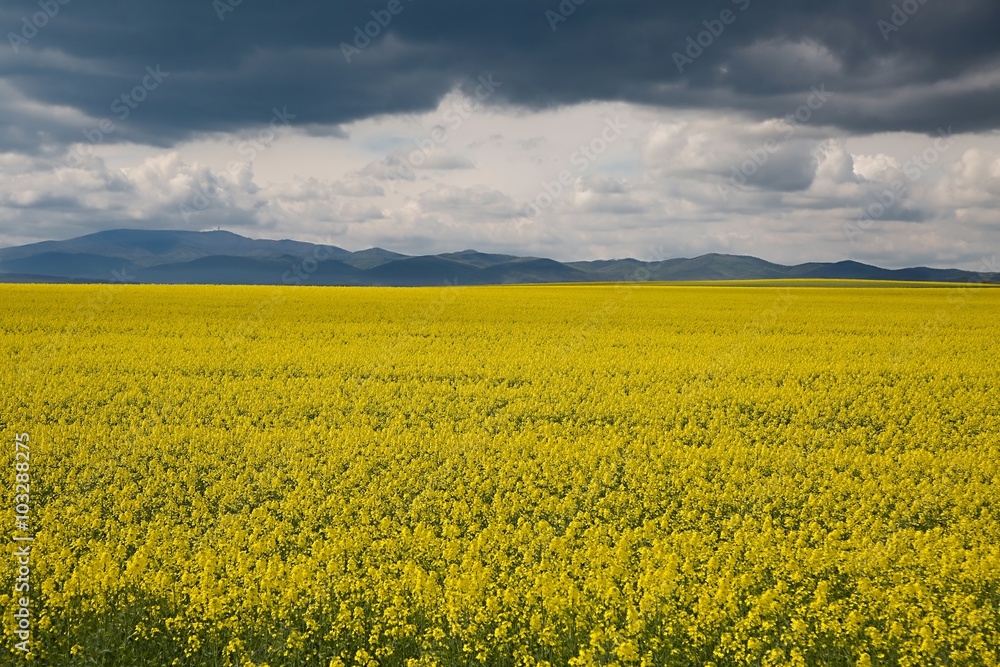 Rapeseed field landscape