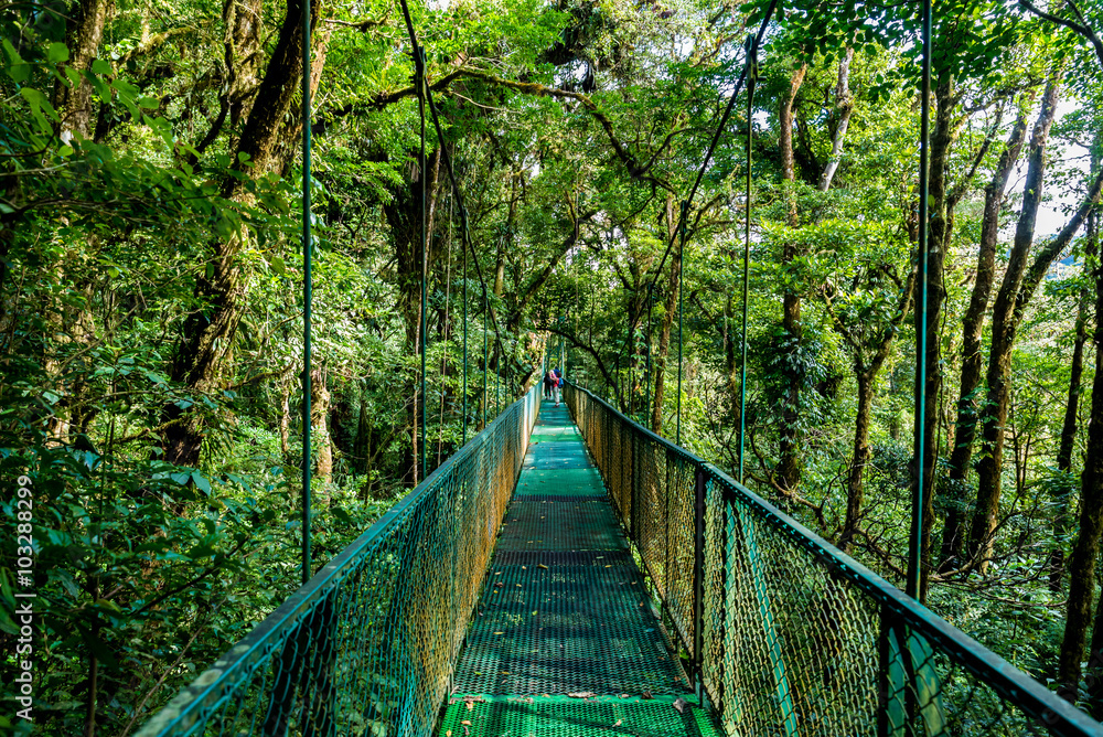 Fototapeta premium Wiszące mosty w Cloudforest - Monteverde, Kostaryka