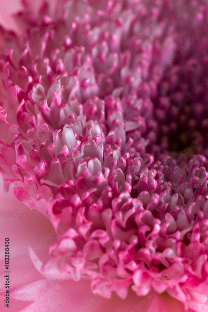 macro of a chrysanthemum macro of a chrysanthemum