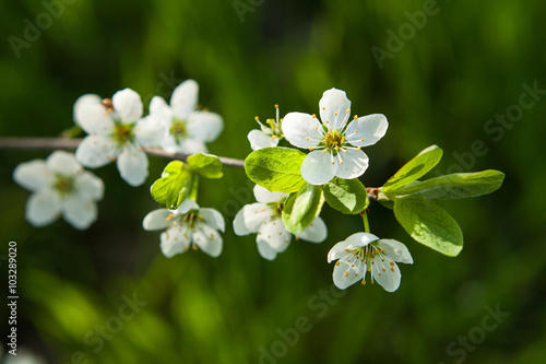 Spring blossoming of an apple-tree. Spring blossoming of cherry.