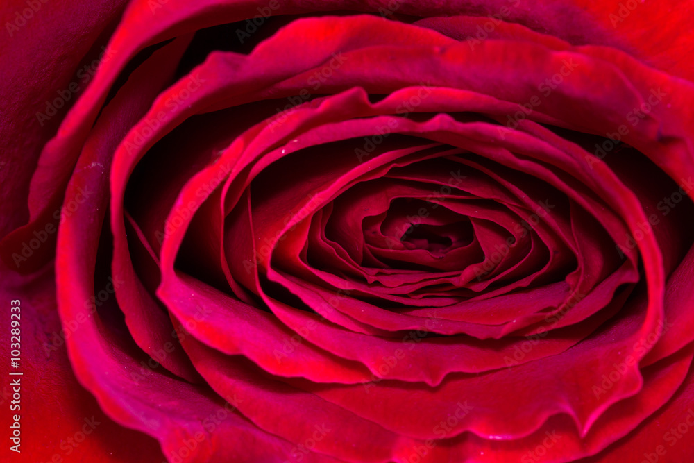 red rose bud background red rose bud background