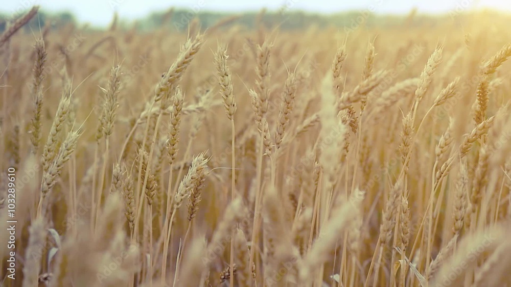 Wheat field. Ears of golden wheat. Rural Scenery under Shining Sunlight camera in slowmotion. 1920x1080 Wheat field. Ears of golden wheat. Rural Scenery under Shining Sunlight camera in slowmotion. 1920x1080