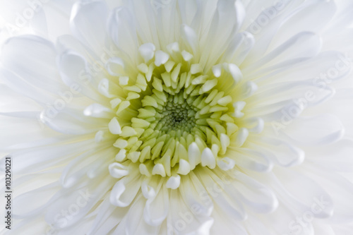 macro of a white Chrysanthemum