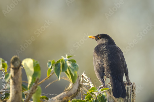 Blackbird (Turdus merula) looking into the sun © Sander Meertins