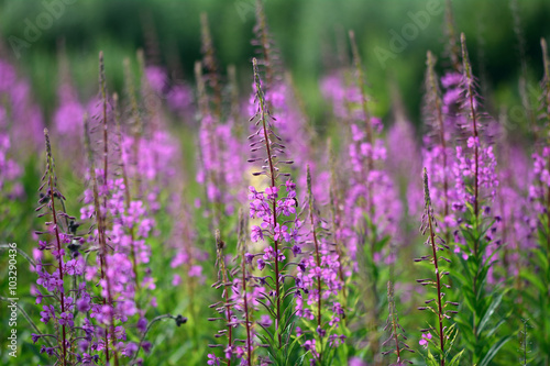 Rosebay willowherb (Chamerion angustifolium) plants in flower. A dense patch of pink flowers of a large plant in the family Onagraceae 