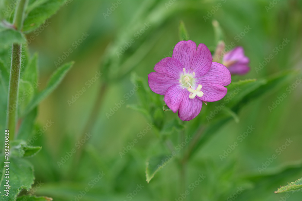 Great willowherb (Epilobium hirsutum). A close up of a pink flower of a large plant in the family Onagraceae
