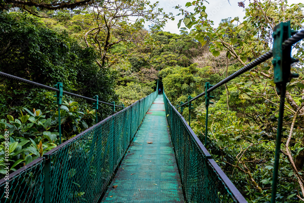 Hanging Bridges in Cloudforest - Costa Rica Hanging Bridges in Cloudforest - Costa Rica