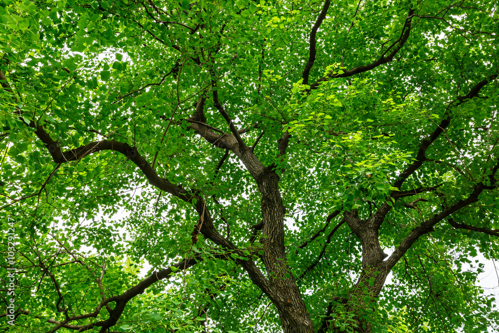 Fototapeta premium Green natural background of Chinese tallow trees in summer