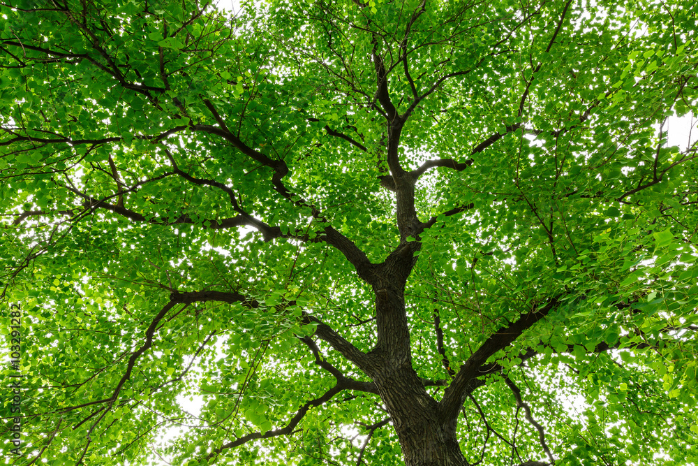 Green natural background of Chinese tallow trees in summer Green natural background of Chinese tallow trees in summer