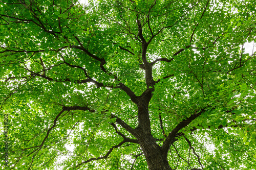 Green natural background of Chinese tallow trees in summer