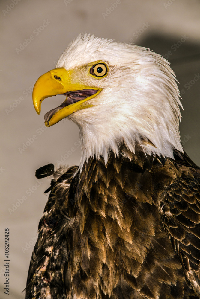 Bald Eagle (Haliaeetus albicilla)