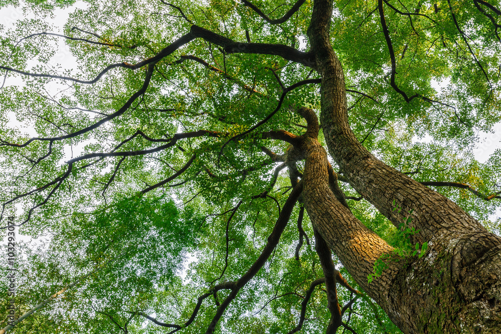 Fototapeta premium Green natural background of Camphor trees in summer