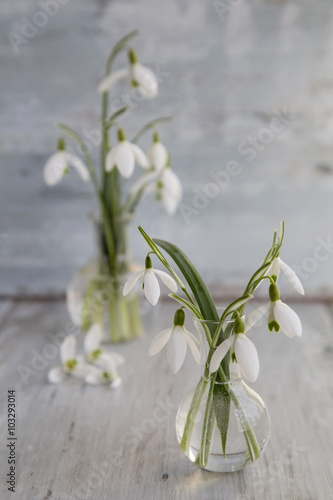 Schneegloeckchen - Leucojum vernum - in kleinen Gasvasen photo