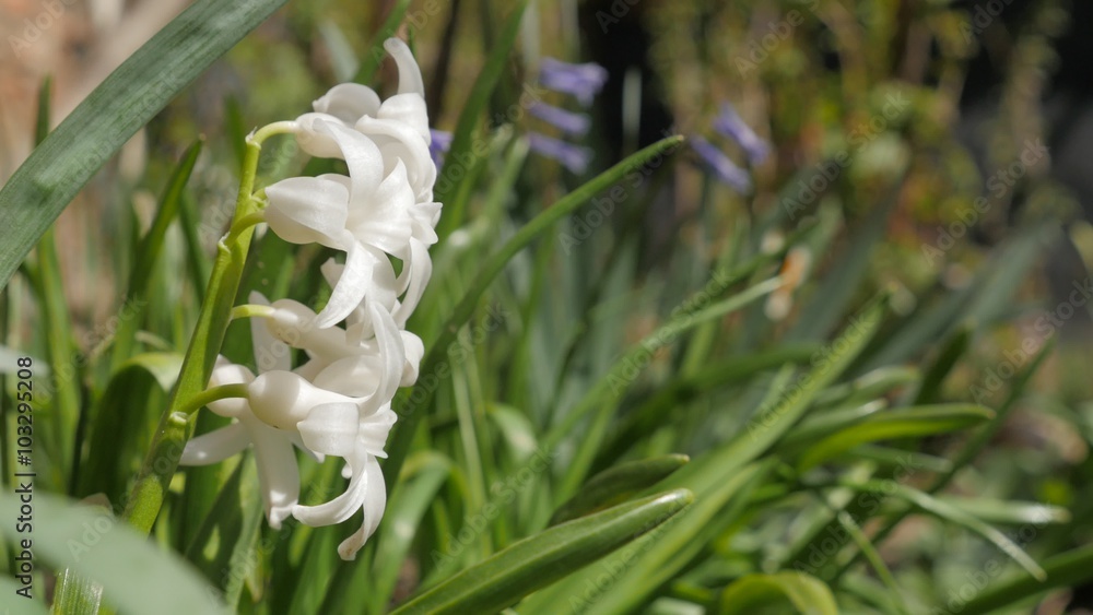 Hyacinthus orientalis white spring flower in the garden 4K 3840X2160 UHD footage - Common Hyacinthus plant in green garden early spring environment 4K 2160p UltraHD video Hyacinthus orientalis white spring flower in the garden 4K 3840X2160 UHD footage - Common Hyacinthus plant in green garden early spring environment 4K 2160p UltraHD video