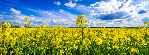 Raps Rapsfeld im Sommer
