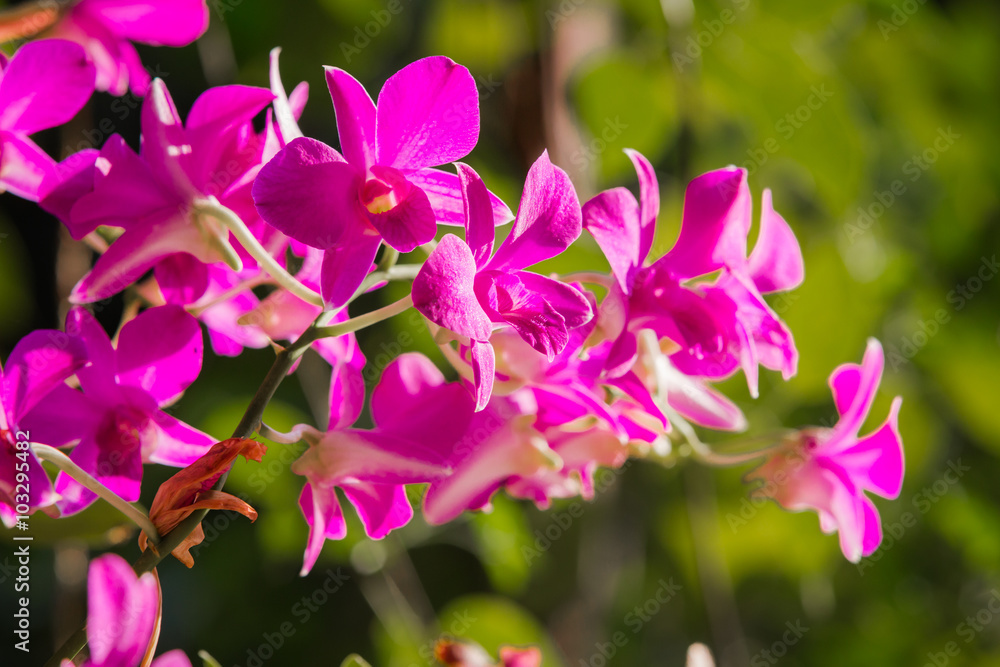 Fototapeta premium Purple orchids under the sunlight