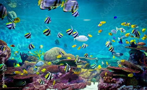Fishes and coral, underwater life © Tatiana Grozetskaya