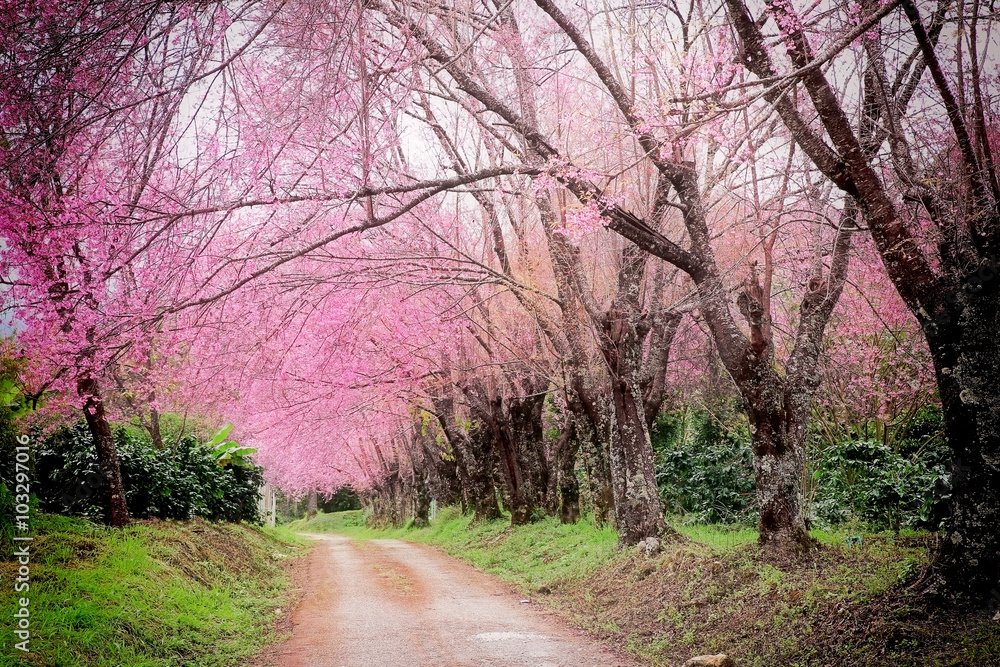 Cherry Blossom Pathway in ChiangMai, Thailand Cherry Blossom Pathway in ChiangMai, Thailand