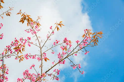 Wild Himalayan Cherry ( Prunus cerasoides ) ( Sakura in Thailand