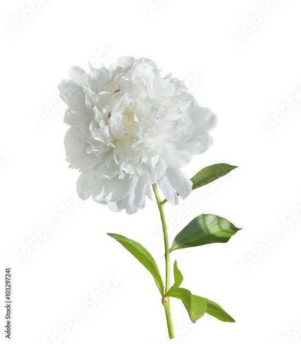 Fototapeta Naklejka Na Ścianę i Meble -  White Peony Flower