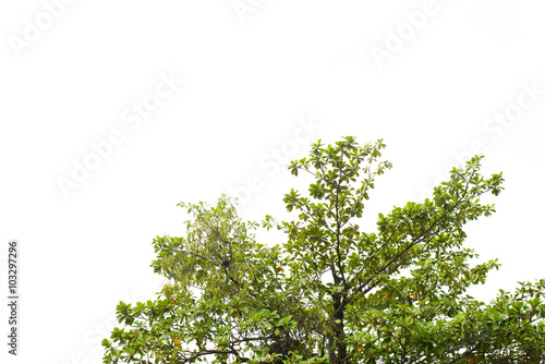 Beautiful green tree on a white background in high definition © tirachard