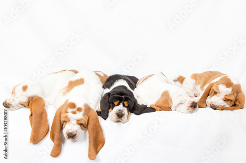 Basset hound dogpile photo