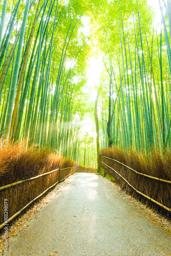 Bamboo Tree Forest Sun Light Beams Empty Road