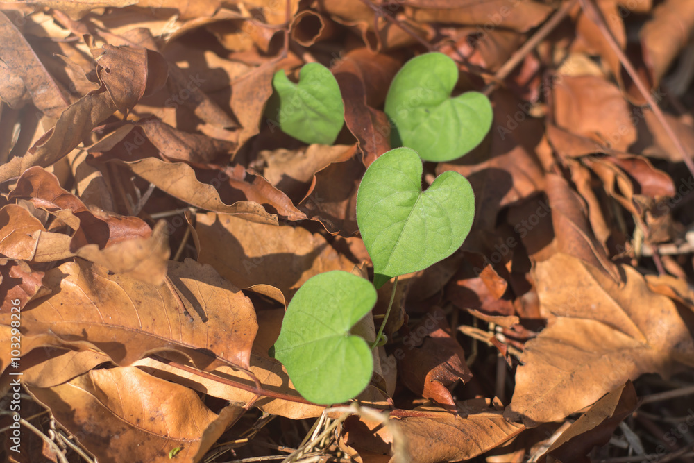 green Heart shaped leaves on dry leaf green Heart shaped leaves on dry leaf