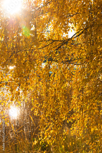 The sun glare shines through the yellow autumn foliage of a silver birch (Betula Pendula) at a marina in Nynashamn, Sweden on an early sunny autumn morning. photo