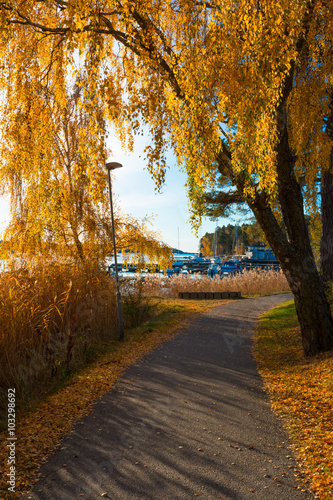 The yellow autumn leaves of a silver birch (Betula Pendula) hang down over a path along a marina in Nynashamn, Sweden on an early sunny autumn morning. photo