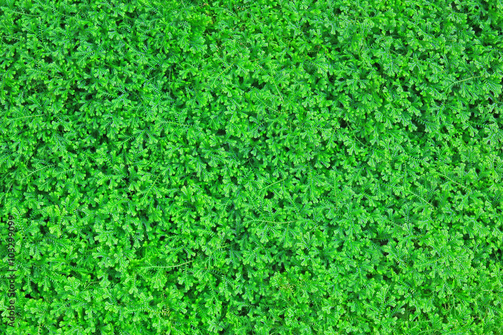 leaf texture background leaf texture background